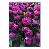 Purple Prince Tulips (Front)