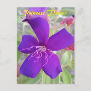 Purple Princess Flower - snail mail postcard