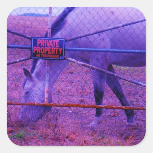 Purple Private Property Horse Square Sticker