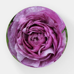 Purple Ranunculus Paperweight