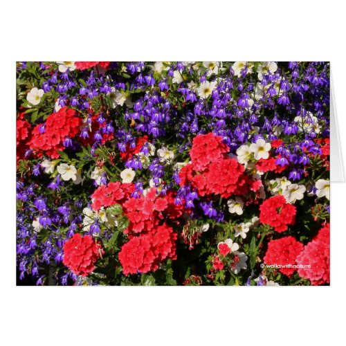 Purple Red and White Annual Flowers