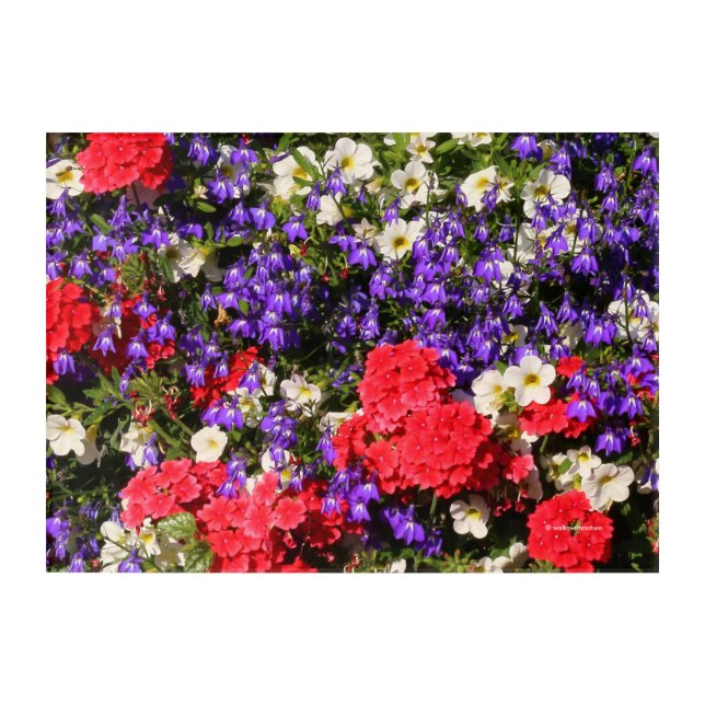 Purple, Red, and White Annual Flowers Acrylic Print (Front)