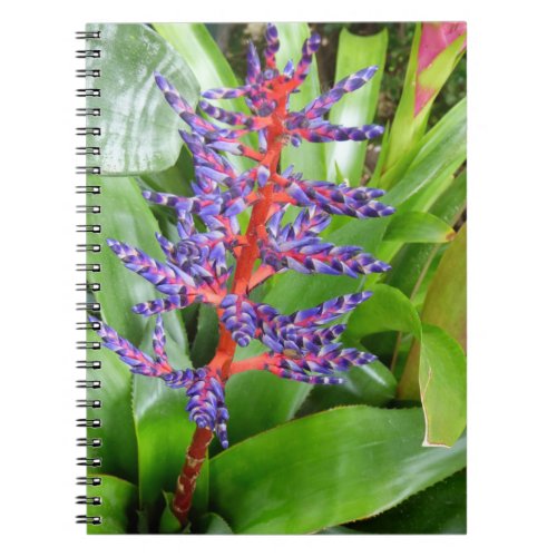 Purple Red Bromeliad Bloom Notebook