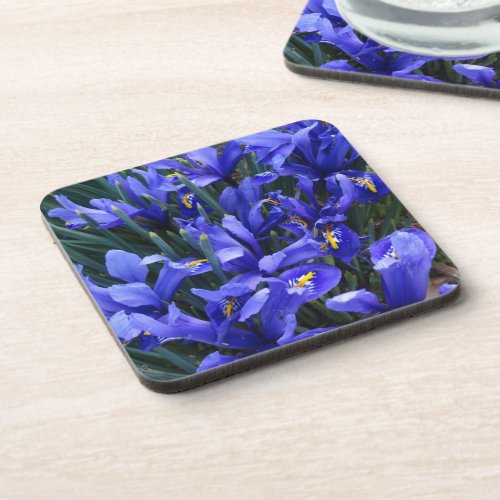 Purple Reticulated Irises Floral Beverage Coaster