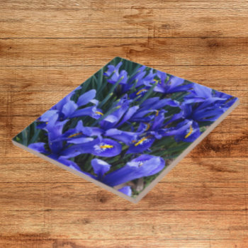Purple Reticulated Irises Floral Ceramic Tile by northwestphotos at Zazzle