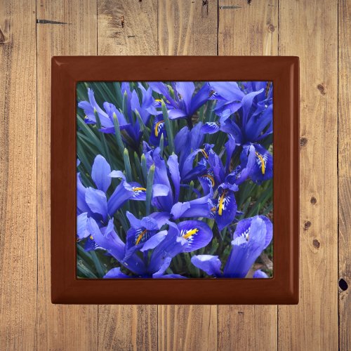 Purple Reticulated Irises Floral Gift Box