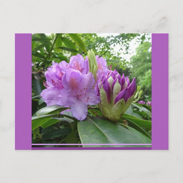Purple Rhododendron Flowers & Buds DIY Postcard  (Front)