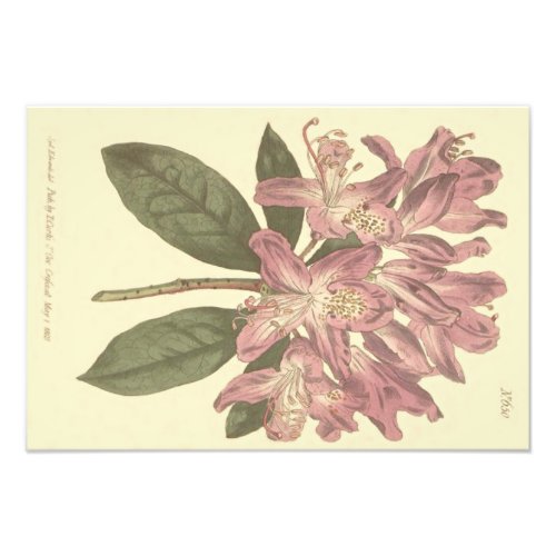 Purple Rhododendron Illustration Photo Print