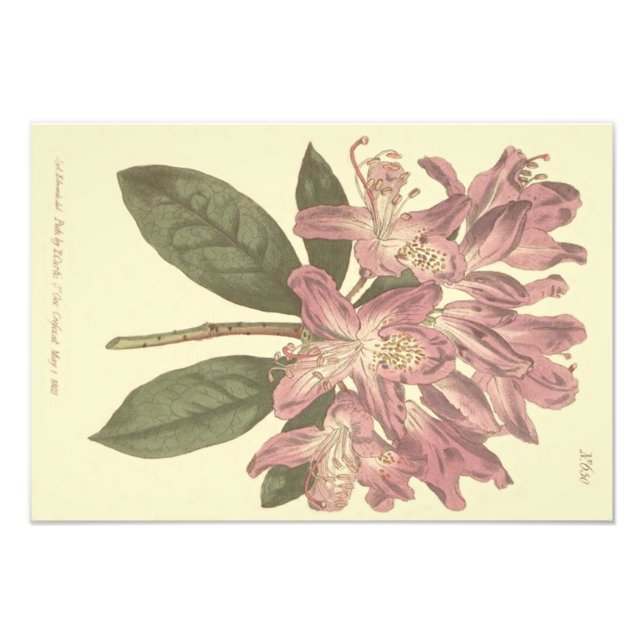 Purple Rhododendron Illustration Photo Print (Front)
