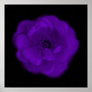 Purple Rose. Black Background. Poster