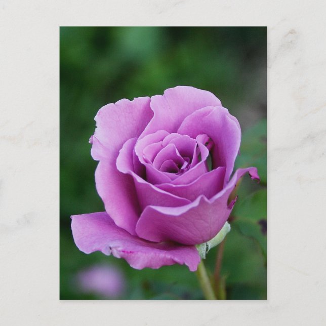 Purple Rose Bud Postcard (Front)