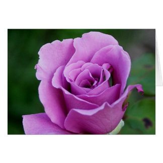 Purple Rose Cards