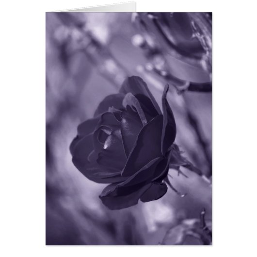 Purple Rose Cards (Front)