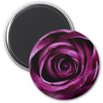 Purple Rose Flower Floral Magnet by Magical_Maddness at Zazzle