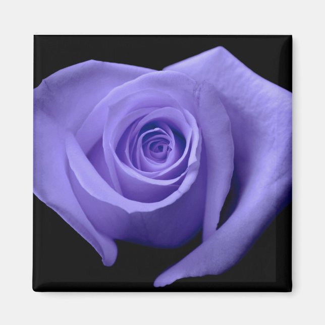 Purple Rose Magnet (Front)