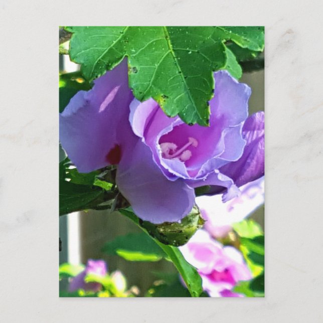 Purple Rose of Sharon or Hibiscus Syriacus Postcard (Front)