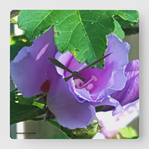 Purple Rose of Sharon or Hibiscus Syriacus Square Wall Clock