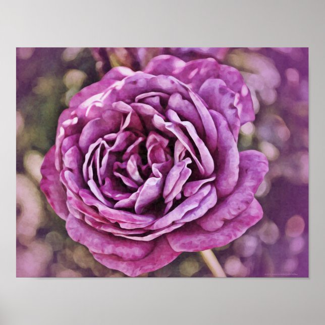 Purple Rose Photographic Art Print (Front)