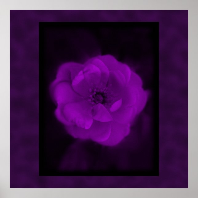 Purple Rose. With Black and Dark Purple. Poster (Front)