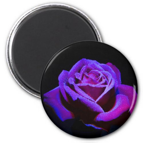 Purple Rose With Water Drops on Black Background Magnet