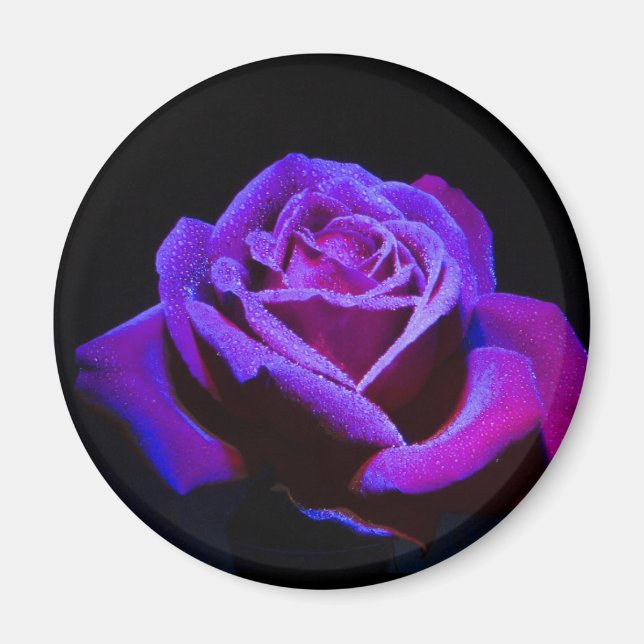 Purple Rose With Water Drops on Black Background Magnet (Front)