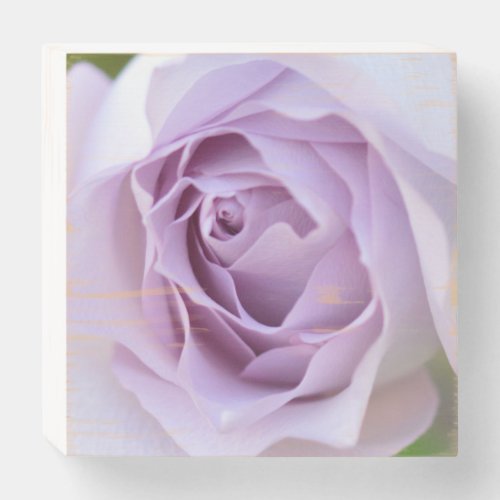 Purple roses       wooden box sign