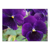 Purple Royalty (Front Horizontal)