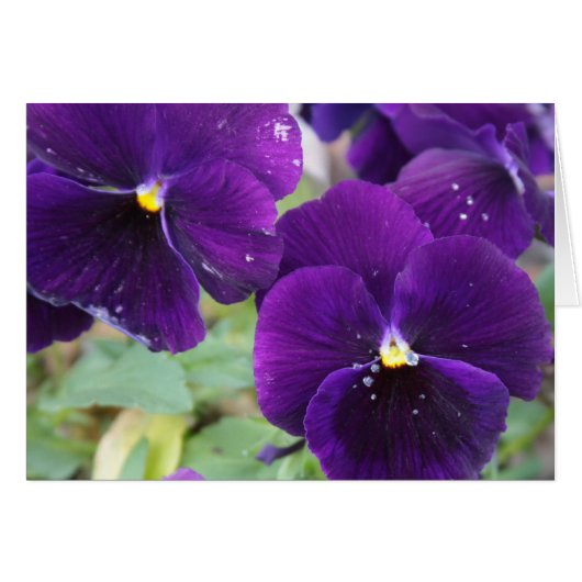 Purple Royalty Cards (Front Horizontal)