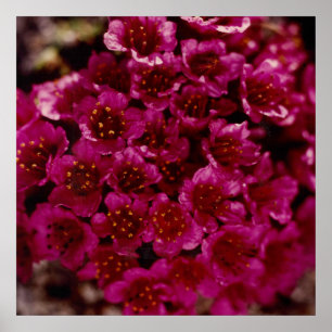 Purple Saxifrage Flower Arctic Oliktok Alaska Poster