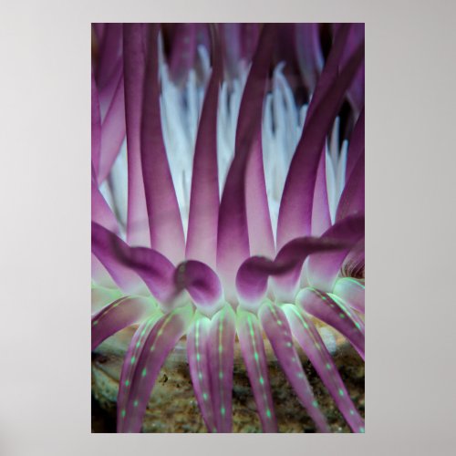 Purple Sea Anemone Poster