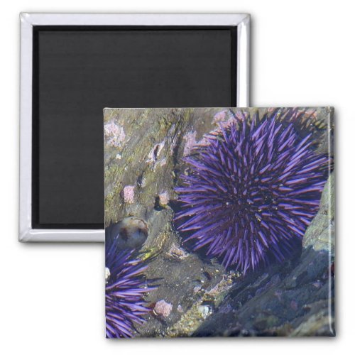 Purple Sea Urchin Magnet