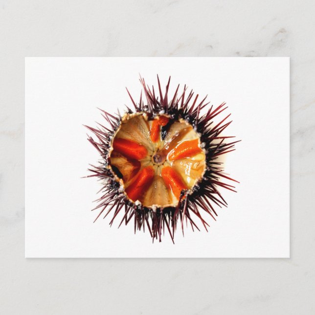 Purple sea urchin postcard (Front)