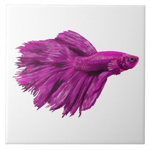 Purple Siamese fighting fish Ceramic Tile