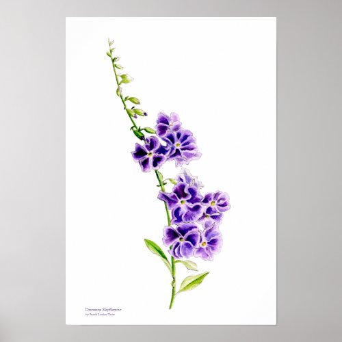 Purple skyflower botanical art by Sarah Trett Poster