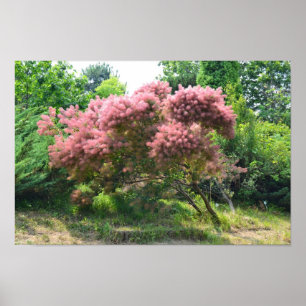 Purple Smoke Tree Poster