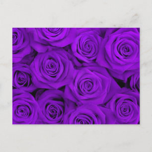 Purple Spectacular Roses Postcard