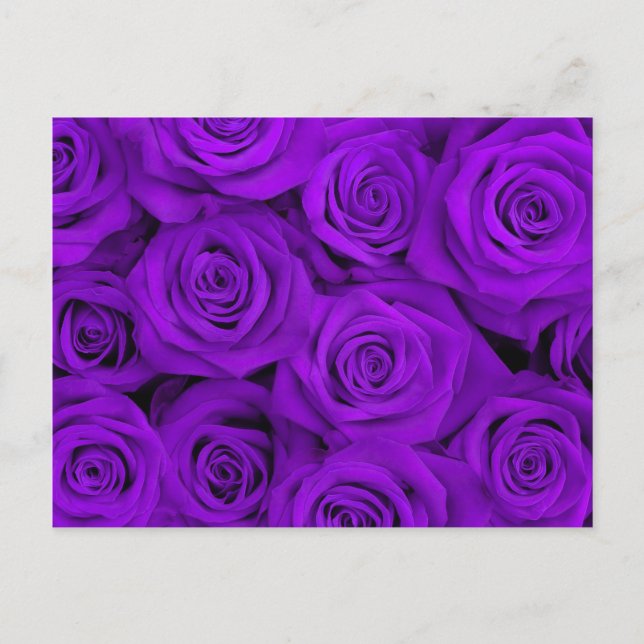 Purple Spectacular Roses Postcard (Front)