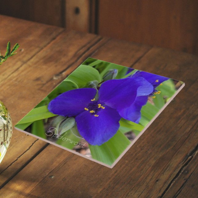 Purple Spiderwort Flower Floral Ceramic Tile (In Situ)