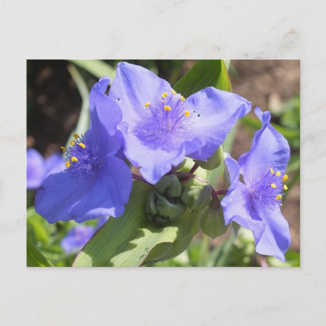 Purple Spiderwort postcard (Front)