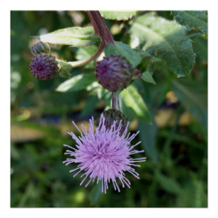 purple splash poster