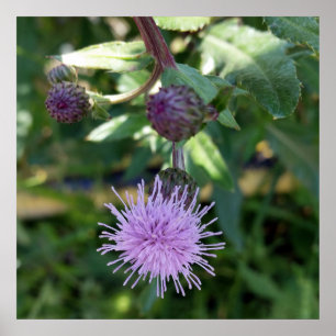 purple splash poster