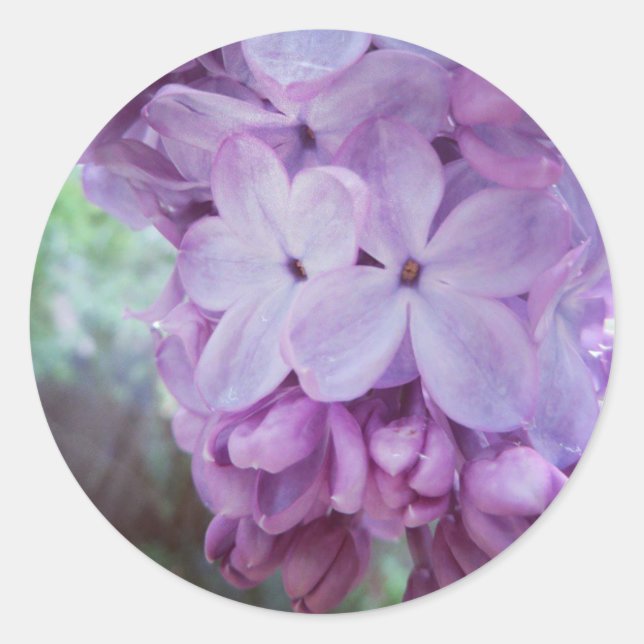 Purple Spring Classic Round Sticker (Front)