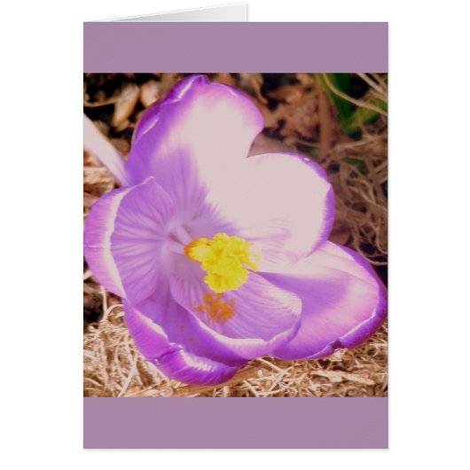 Purple Spring Crocus Cards (Front)