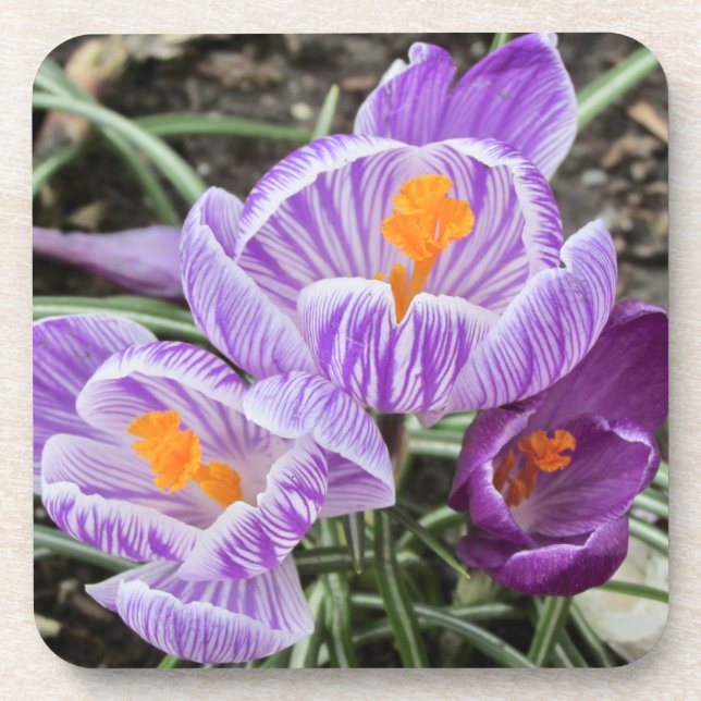 Purple Spring Crocuses. Beverage Coaster (Front)