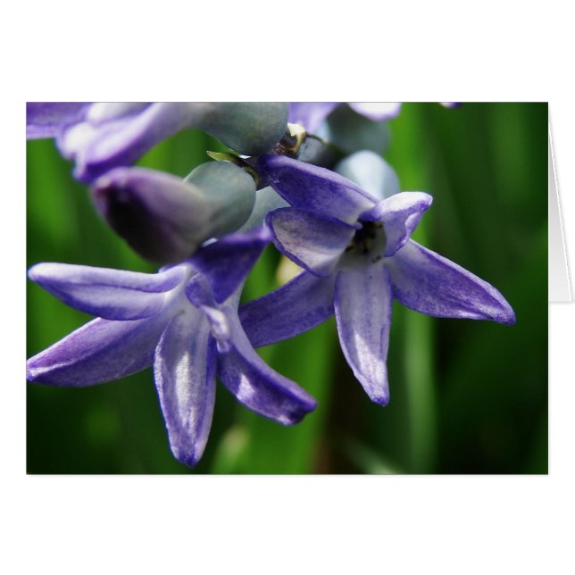 Purple Spring Flowers Cards (Front Horizontal)