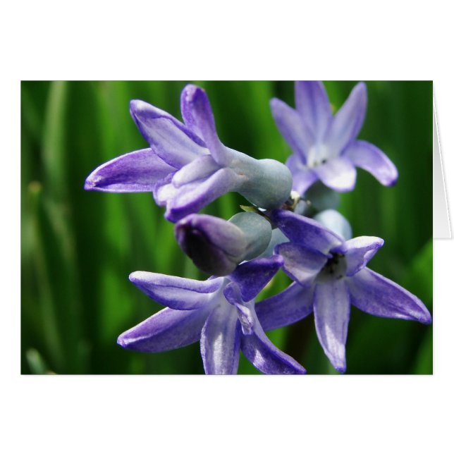 Purple Spring Flowers Cards (Front Horizontal)