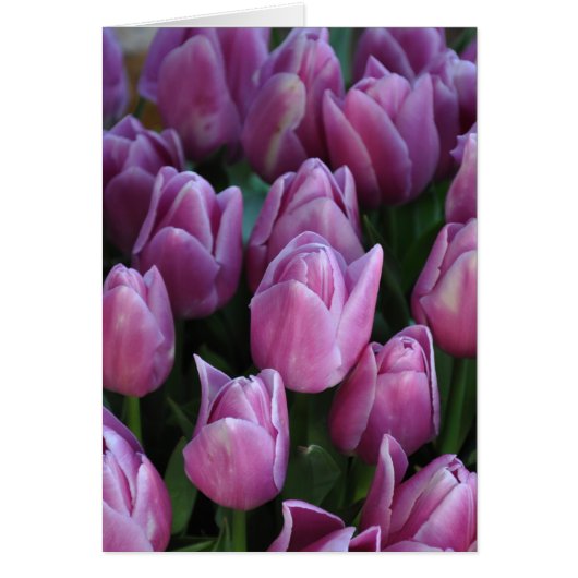 Purple spring tulips cards (Front)