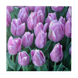 Purple spring tulips ceramic tile