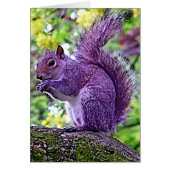 Purple Squirrel (Front)