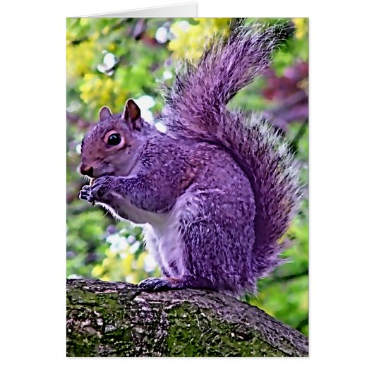 Purple Squirrel Cards (Front)